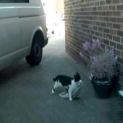 Un Chat Cambrioleur Derobe Ses Voisins A Luton En Angleterre